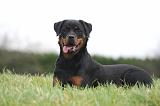 ROTTWEILER 637